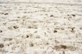 Snowy footpath, human foot prints Royalty Free Stock Photo