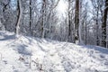 Snowy footpath in winter forest and sun rays Royalty Free Stock Photo