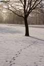 Snowy Footprints Royalty Free Stock Photo