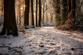 snowy footprints on a forest pathway Royalty Free Stock Photo