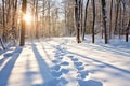 snowy footprints leading towards a forest trail Royalty Free Stock Photo