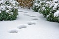 Snowy footprints through winter garden path Royalty Free Stock Photo