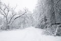 Snowy forest