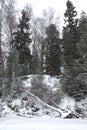 Snowy forest with birch felled by wind Royalty Free Stock Photo