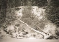 Snowy forest with birch felled by wind Royalty Free Stock Photo