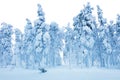 Snowy Forest after blizzard, frozen trees and a lot of snow Royalty Free Stock Photo