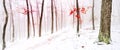 Snowy forest covered with glaze ice and rime Royalty Free Stock Photo