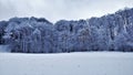 Snowy forest