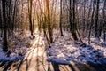 Snowy forest with frozen trees and ice river with the sun shining through the trees creating beautiful scenic winter wonderland Royalty Free Stock Photo