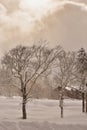 Snowy forest hills in blizzard hokkaido japan Royalty Free Stock Photo