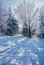 Snowy forest illuminated pink sunrise