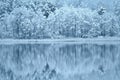 Snowy forest by the lake. Misty winter panorama.