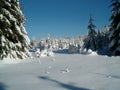 Snowy forest landscape, spruce trees covered with snow, blue sky, suitable for PF photo. Relaxing winter nature.