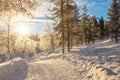 Snowy forest landscape at sunset, frozen trees in winter in Saariselka, Lapland Finland