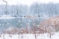 Snowy forest near the lake