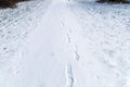 Snowy forest path with single human footprints Royalty Free Stock Photo