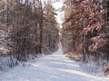 Snowy forest path with the sun shining