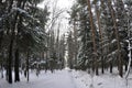 Snowy forest road among tall pines and other trees, wide angle photo Royalty Free Stock Photo