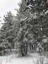 Snowy forest from Russia, Samara