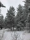 Snowy forest from Russia, Samara