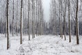 Snowy forest Royalty Free Stock Photo