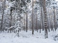 Snowy forest with snow covered spruce trees. Nature winter background texture Royalty Free Stock Photo