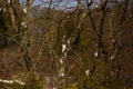 Snowy forest, sun - Front view - France Royalty Free Stock Photo