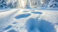 Footprints in Deep Snow Lead Through a Pristine Winter Forest Landscape Royalty Free Stock Photo