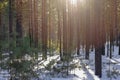 Snowy Forest on a Sunny Winter Day with Pine Trees Shadows Royalty Free Stock Photo