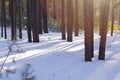 Snowy Forest on a Sunny Winter Day with Pine Trees Shadows Royalty Free Stock Photo