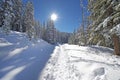 Snowy Forest Trail