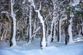 Snowy forest, trees branches covered with snow background Royalty Free Stock Photo