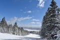 A snowy forest under a blue sky