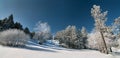 Snowy forest, Vitosha mountain, Bulgaria