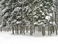 Snowy forest, winter background, large fir trees Royalty Free Stock Photo