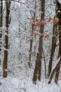 snowy trees and accent orange leaves