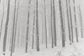 Snowy forest, winter in the Vosges, France.