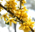 Snowy Forsythia