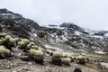 Snowy Frailejones 2 Royalty Free Stock Photo