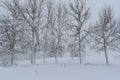 Snowy frenes during a storm