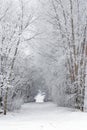 Snowy frost covered tree filled lane in country