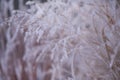 Delicate feathery frost covering leaves and stems of everything in beautiful pattens Royalty Free Stock Photo