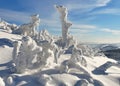 Snowy frosted trees. Abstract formations