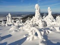 Snowy frosted trees. Abstract formations