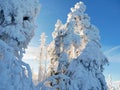 Snowy frosted trees in winter in the mountains.