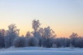 Snowy frosty forest. Sunset