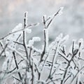 Snowy Frosty Tree Branches And Twigs, Large Detailed Hoarfrost Macro Closeup, Gentle Bokeh Detail, White Frost And Snow Backdrop