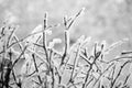 Snowy Frosty Tree Branches And Twigs, Large Detailed Hoarfrost Macro Closeup, Gentle Bokeh Detail, White Frost And Snow Backdrop