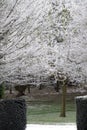 snowy frosty trees.art work type look .white cany floss trees