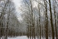 Snowy and frozen forrest in the Netherlands Royalty Free Stock Photo